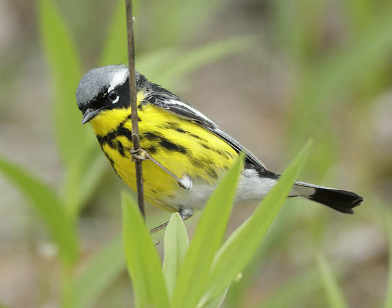 Magnolia Warbler Setophaga magnolia