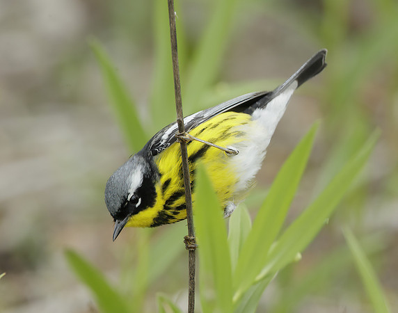 Magnolia Warbler Setophaga magnolia