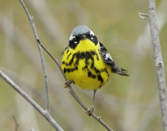 Magnolia Warbler Setophaga magnolia