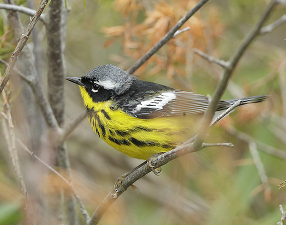 Magnolia Warbler Setophaga magnolia