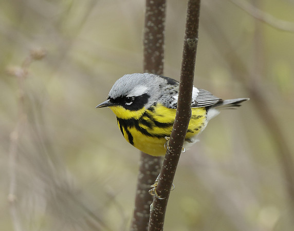 Magnolia Warbler Setophaga magnolia