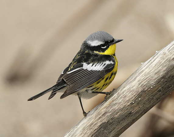 Magnolia Warbler Setophaga magnolia