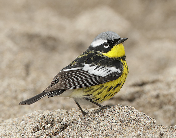 Magnolia Warbler Setophaga magnolia