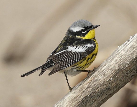 Magnolia Warbler Setophaga magnolia