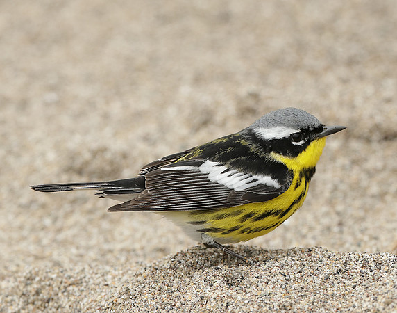 Magnolia Warbler Setophaga magnolia