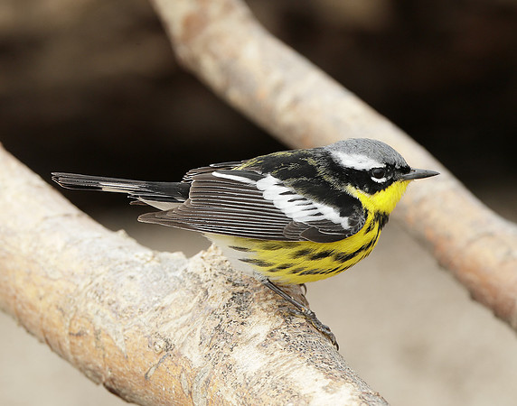 Magnolia Warbler Setophaga magnolia