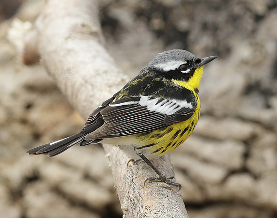 Magnolia Warbler Setophaga magnolia