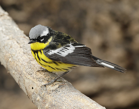 Magnolia Warbler Setophaga magnolia