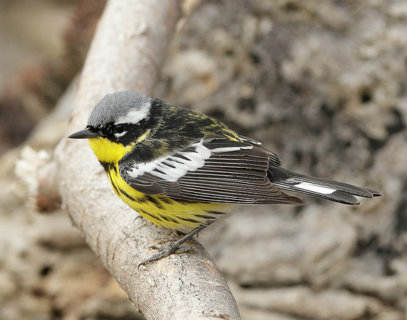 Magnolia Warbler Setophaga magnolia