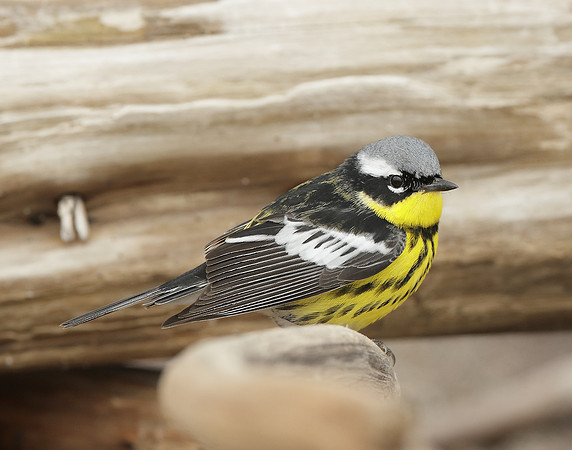 Magnolia Warbler Setophaga magnolia