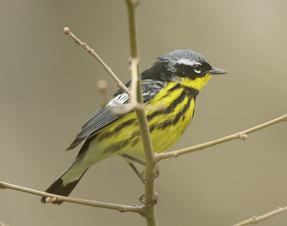 Magnolia Warbler Setophaga magnolia