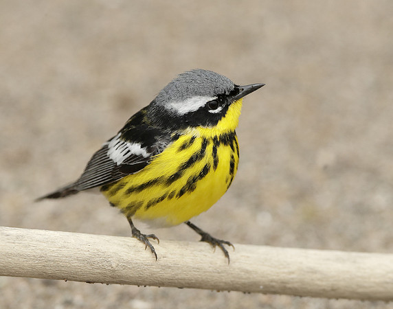 Magnolia Warbler Setophaga magnolia