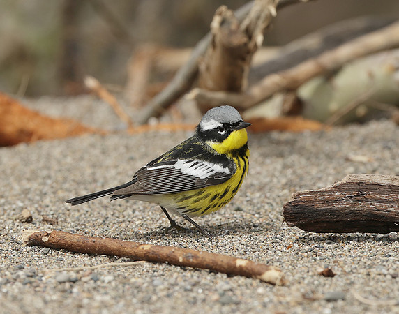 Magnolia Warbler Setophaga magnolia