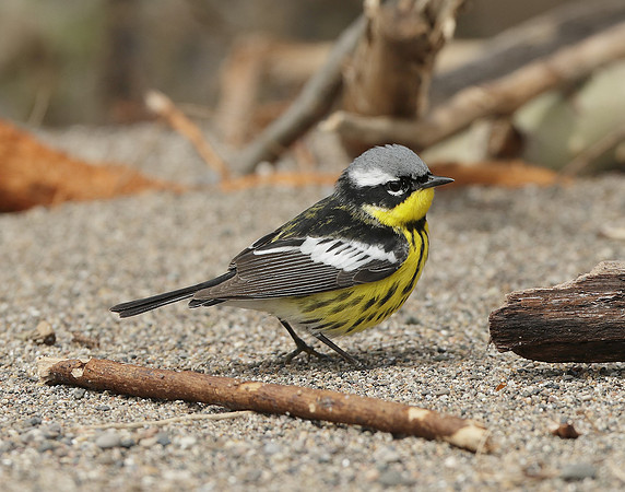 Magnolia Warbler Setophaga magnolia