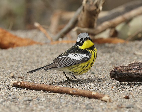 Magnolia Warbler Setophaga magnolia