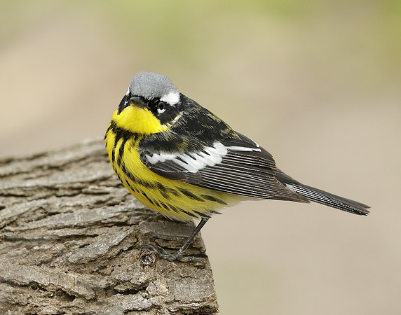 Magnolia Warbler Setophaga magnolia