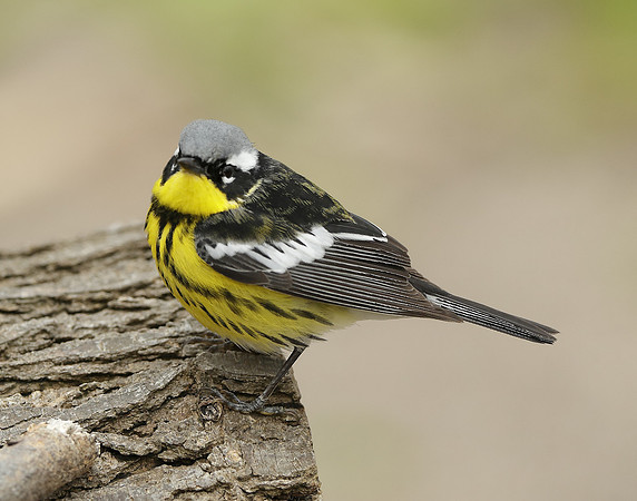 Magnolia Warbler Setophaga magnolia