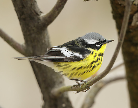 Magnolia Warbler Setophaga magnolia