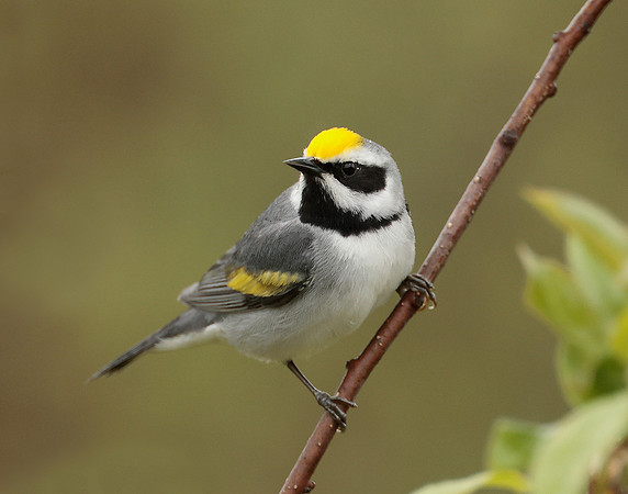 Golden-winged Warbler Vermivora chrysoptera