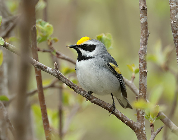 Golden-winged Warbler Vermivora chrysoptera