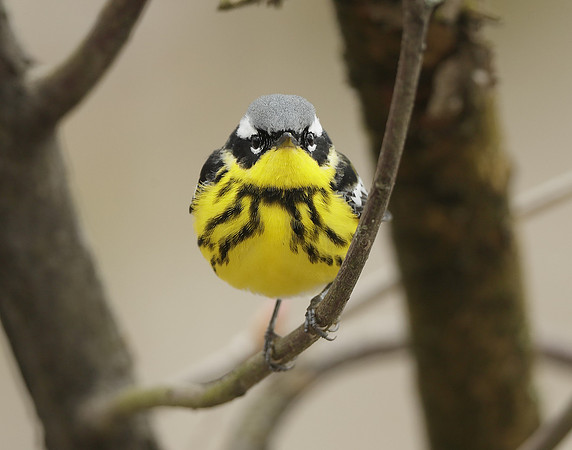 Magnolia Warbler Setophaga magnolia