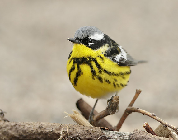 Magnolia Warbler Setophaga magnolia