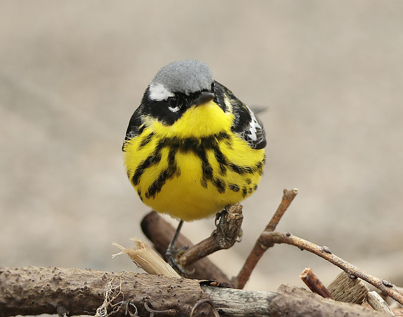 Magnolia Warbler Setophaga magnolia