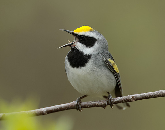 Golden-winged Warbler Vermivora chrysoptera
