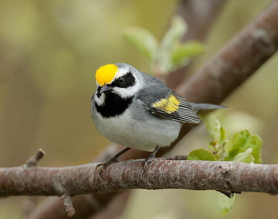 Golden-winged Warbler Vermivora chrysoptera