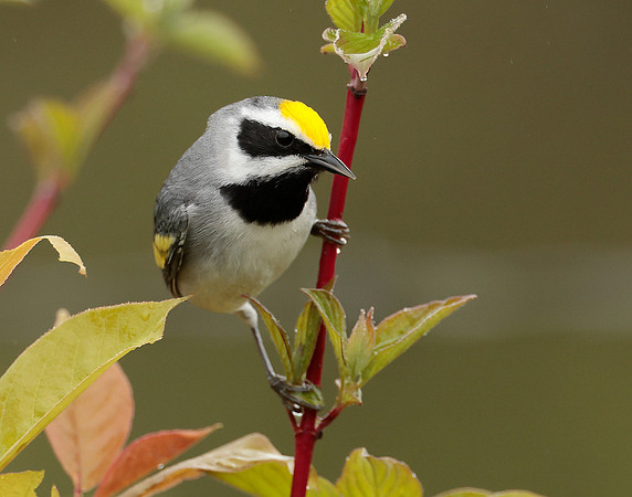 Golden-winged Warbler Vermivora chrysoptera