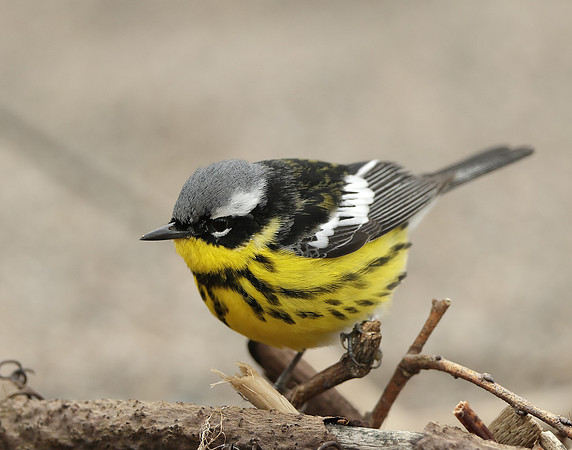 Magnolia Warbler Setophaga magnolia