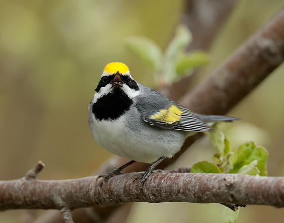 Golden-winged Warbler Vermivora chrysoptera
