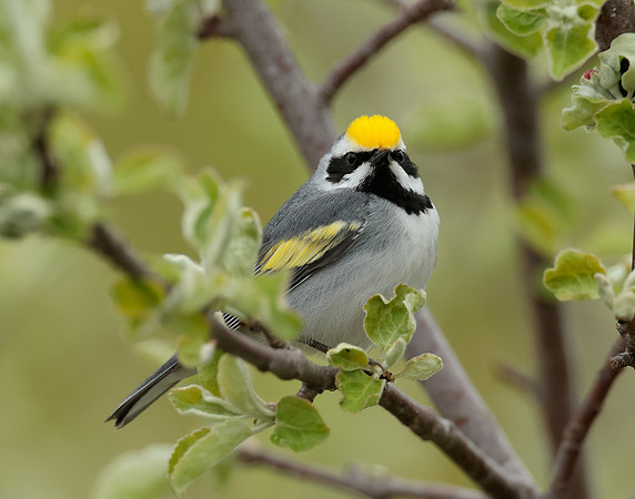Golden-winged Warbler Vermivora chrysoptera