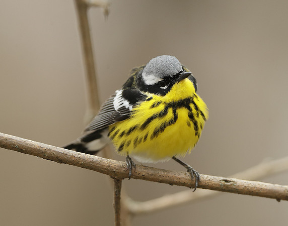 Magnolia Warbler Setophaga magnolia