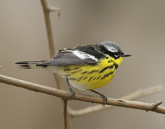 Magnolia Warbler Setophaga magnolia