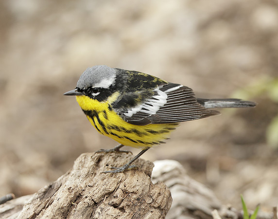 Magnolia Warbler Setophaga magnolia