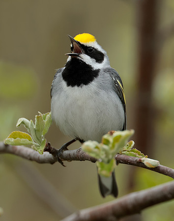 Golden-winged Warbler Vermivora chrysoptera