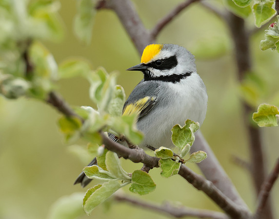 Golden-winged Warbler Vermivora chrysoptera