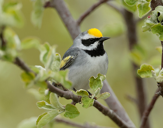 Golden-winged Warbler Vermivora chrysoptera