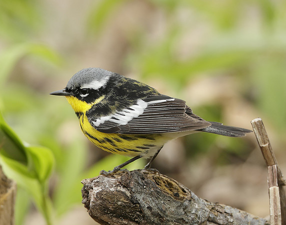 Magnolia Warbler Setophaga magnolia