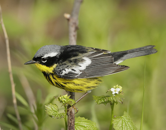 Magnolia Warbler Setophaga magnolia