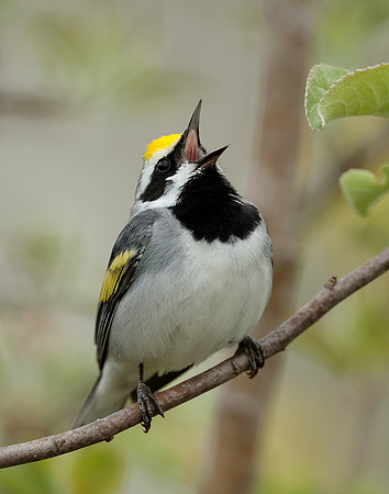 Golden-winged Warbler Vermivora chrysoptera