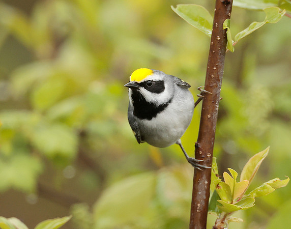 Golden-winged Warbler Vermivora chrysoptera