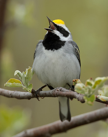 Golden-winged Warbler Vermivora chrysoptera