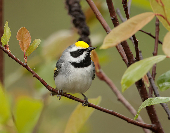 Golden-winged Warbler Vermivora chrysoptera