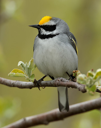 Golden-winged Warbler Vermivora chrysoptera