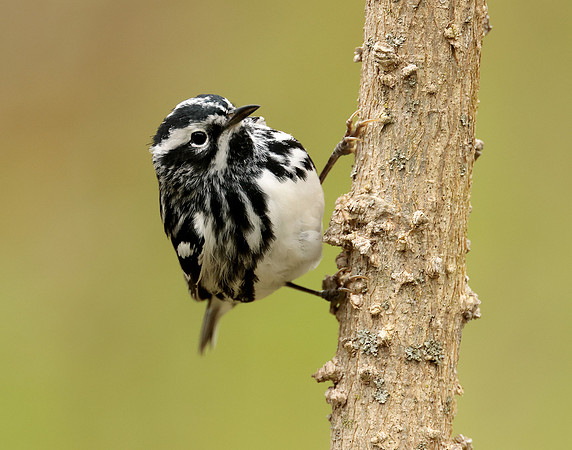 Black-and-White Warbler Mniotilta varia