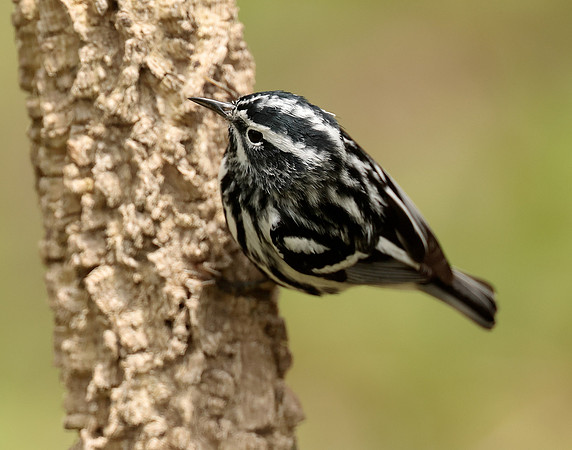 Black-and-White Warbler Mniotilta varia