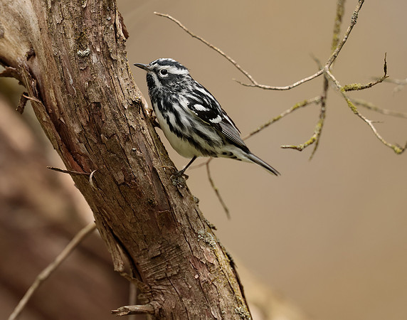 Black-and-White Warbler Mniotilta varia
