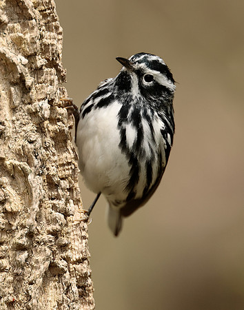 Black-and-White Warbler Mniotilta varia
